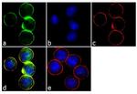 CD138 Antibody in Immunocytochemistry (ICC/IF)