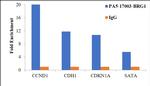 BRG1 Antibody in ChIP Assay (ChIP)