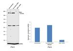 BRG1 Antibody in Western Blot (WB)