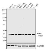 ATG3 Antibody in Western Blot (WB)