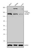 Dicer Antibody in Western Blot (WB)