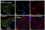 ATG12 Antibody