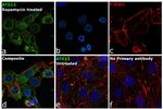 ATG12 Antibody in Immunocytochemistry (ICC/IF)