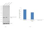 Cathepsin D Antibody