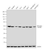 AP2 alpha Antibody in Western Blot (WB)