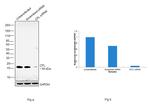 Cofilin Antibody in Western Blot (WB)