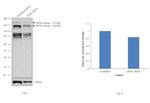 eIF4G Antibody in Western Blot (WB)