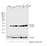 Caveolin 1 Antibody in Western Blot (WB)