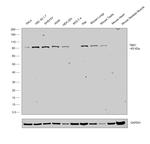 TBK1 Antibody in Western Blot (WB)