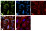 RACK1 Antibody in Immunocytochemistry (ICC/IF)