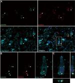 Phospho-MARK1/MARK2/MARK3 (Thr215, Thr208, Thr234) Antibody in Immunohistochemistry (IHC)