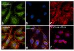 COX2 Antibody in Immunocytochemistry (ICC/IF)