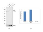 GTF2I Antibody in Western Blot (WB)