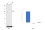 SHP2 Antibody in Western Blot (WB)