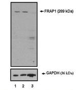 mTOR Antibody in Western Blot (WB)