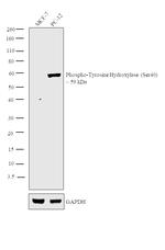 Phospho-Tyrosine Hydroxylase (Ser40) Antibody