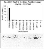 Phospho-Histone H3 (Ser10) Antibody in Peptide array (Array)