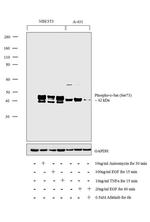 Phospho-c-Jun (Ser73) Antibody