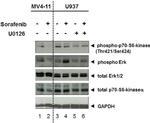 Phospho-p70 S6 Kinase (Thr421, Ser424) Antibody in Western Blot (WB)