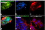 Phospho-c-Jun (Ser63) Antibody in Immunocytochemistry (ICC/IF)