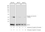 Phospho-c-Jun (Ser63) Antibody in Western Blot (WB)