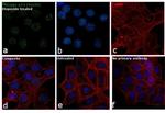 Phospho-p53 (Ser20) Antibody in Immunocytochemistry (ICC/IF)
