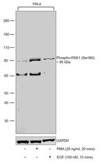 Phospho-RSK1 (Ser380) Antibody in Western Blot (WB)