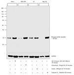 Phospho-eIF4E (Ser209) Antibody