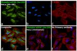 Phospho-eIF4E (Ser209) Antibody in Immunocytochemistry (ICC/IF)