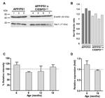 IBA1 Antibody in Western Blot (WB)