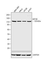 Kinesin 5B Antibody in Western Blot (WB)