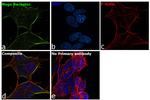 Nogo Receptor Antibody in Immunocytochemistry (ICC/IF)