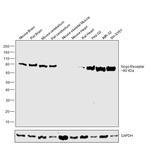 Nogo Receptor Antibody in Western Blot (WB)