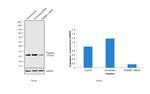 PGRMC1 Antibody in Western Blot (WB)