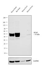 GFAP Antibody