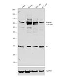 OCT1 (POU2F1) Antibody in Western Blot (WB)