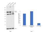 OCT1 (POU2F1) Antibody in Western Blot (WB)