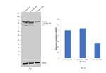 Nucleolin Antibody