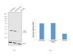 HuR Antibody in Western Blot (WB)