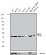 CDK9 Antibody in Western Blot (WB)