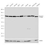 Dynamin 2 Antibody in Western Blot (WB)