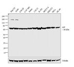 AIF Antibody in Western Blot (WB)