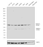 APRIL Antibody in Western Blot (WB)