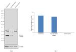 NDUFS4 Antibody