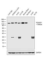 NCKAP1 Antibody in Western Blot (WB)