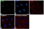 ZPR1 Antibody in Immunocytochemistry (ICC/IF)