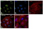 RAG2 Antibody in Immunocytochemistry (ICC/IF)