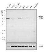 Ubiquilin 1 Antibody in Western Blot (WB)