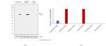 IFIT3 Antibody in Western Blot (WB)