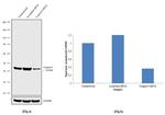 Caspase 9 Antibody